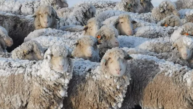 Nación deroga la Ley Ovina (en medio de una grave crisis que atraviesa el sector)