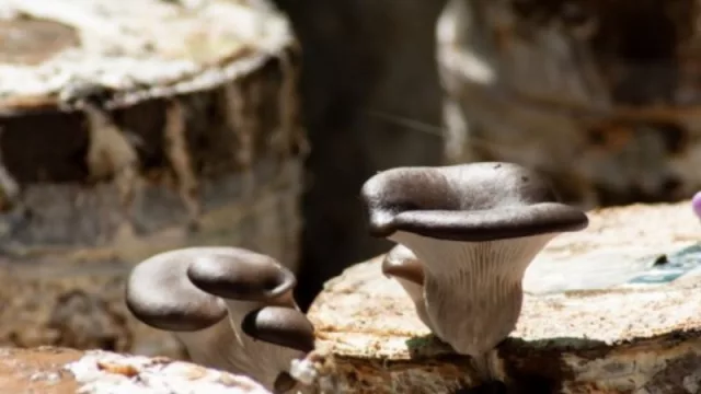 La provincia de Santa Cruz avanza en la producción fungícola para la exportación (con capacitaciones en gírgolas)