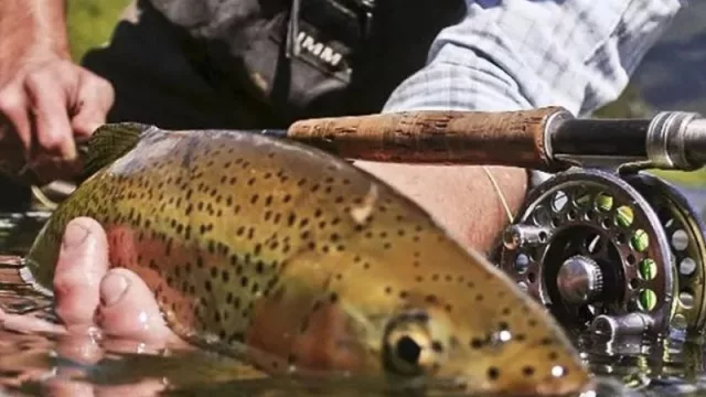 Chubut espera una gran temporada para la pesca deportiva: recaudó más de $ 400 millones de pesos en permisos