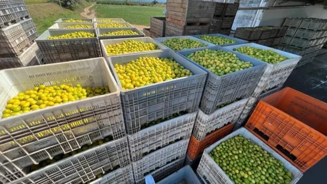 Argentina logra abrir el mercado chileno para sus limones y consolida su perfil exportador en 2025