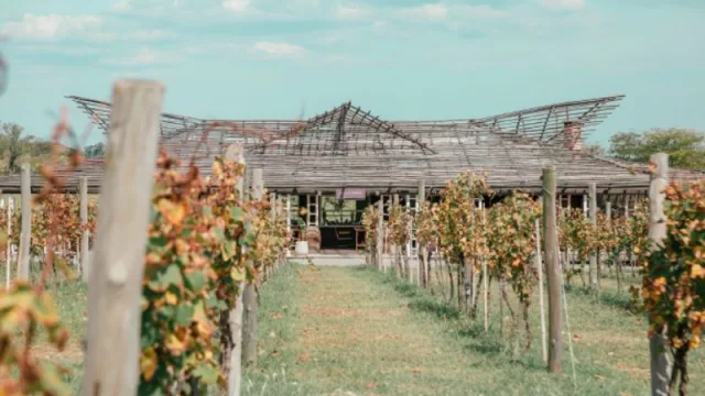 Gamboa: la franquicia que combina restaurante, bodega boutique y parcelas de viñedo (con inversión desde US$ 935.000)